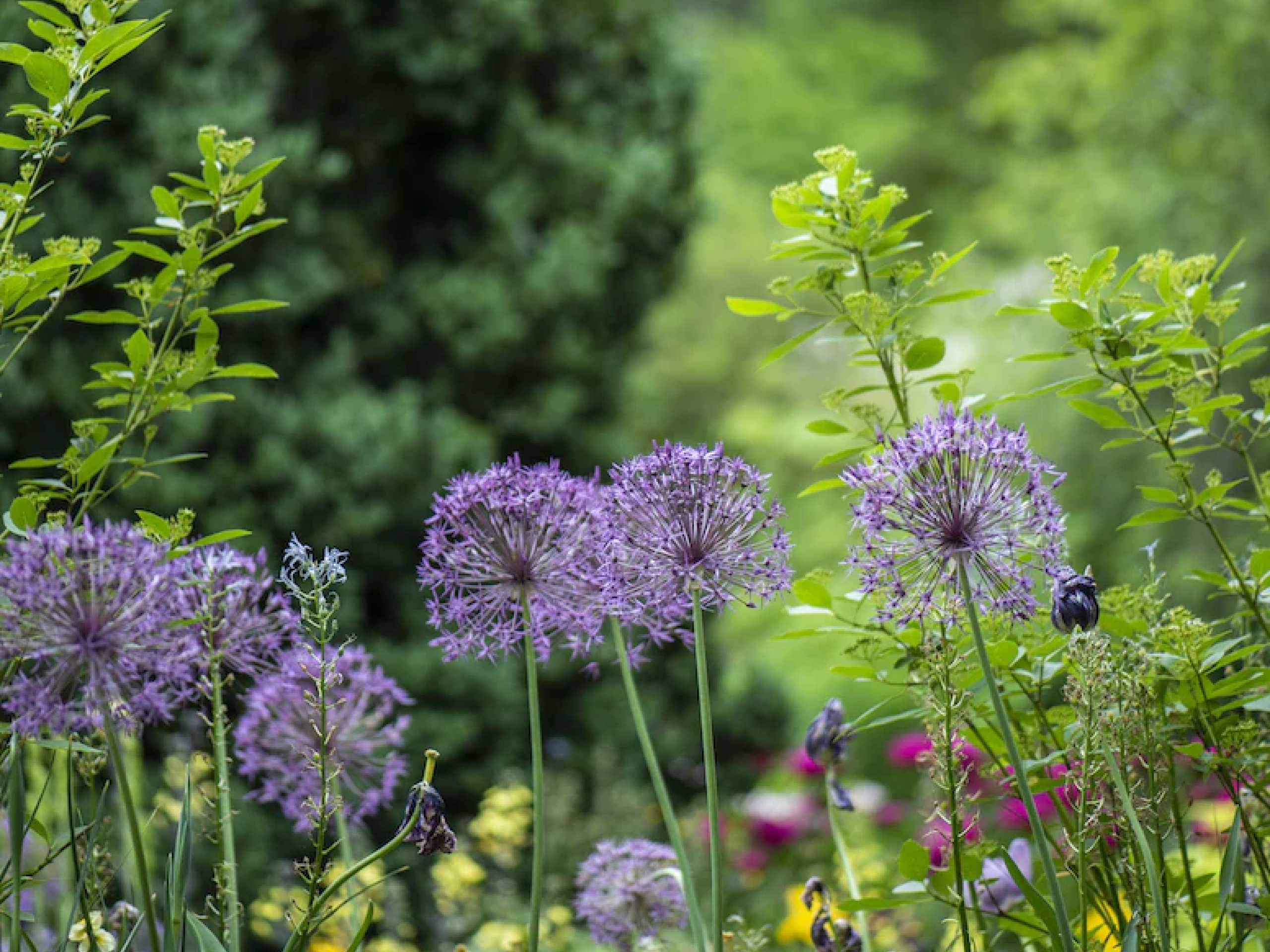 Vehreää luonnollisuutta